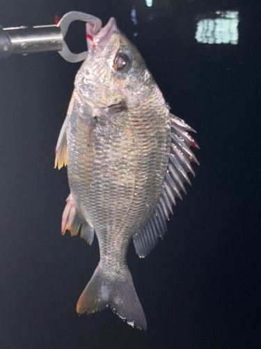 キビレの釣果