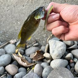 スモールマウスバス