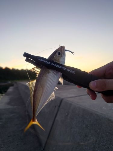 マアジの釣果
