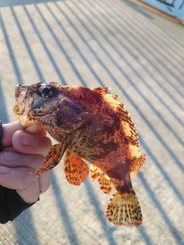 ヨロイメバルの釣果
