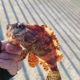 ヨロイメバル