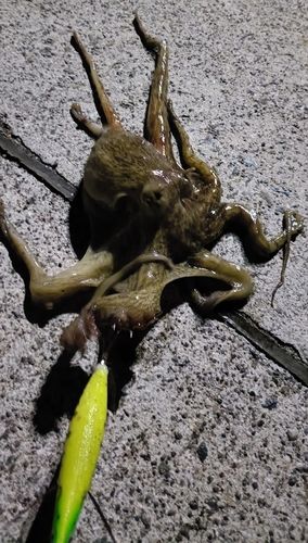 タコの釣果