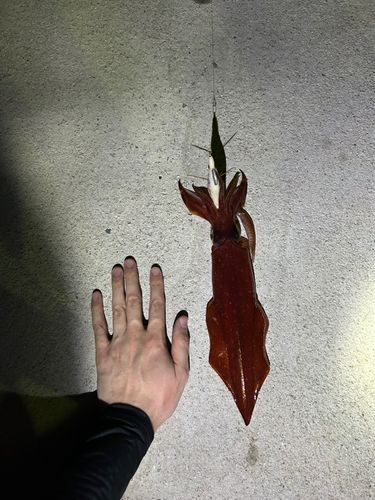 シロイカの釣果