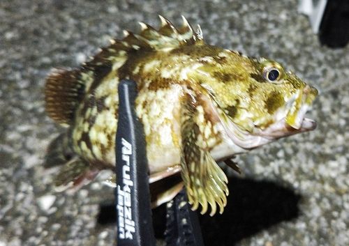 カサゴの釣果