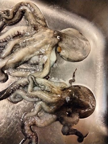 タコの釣果