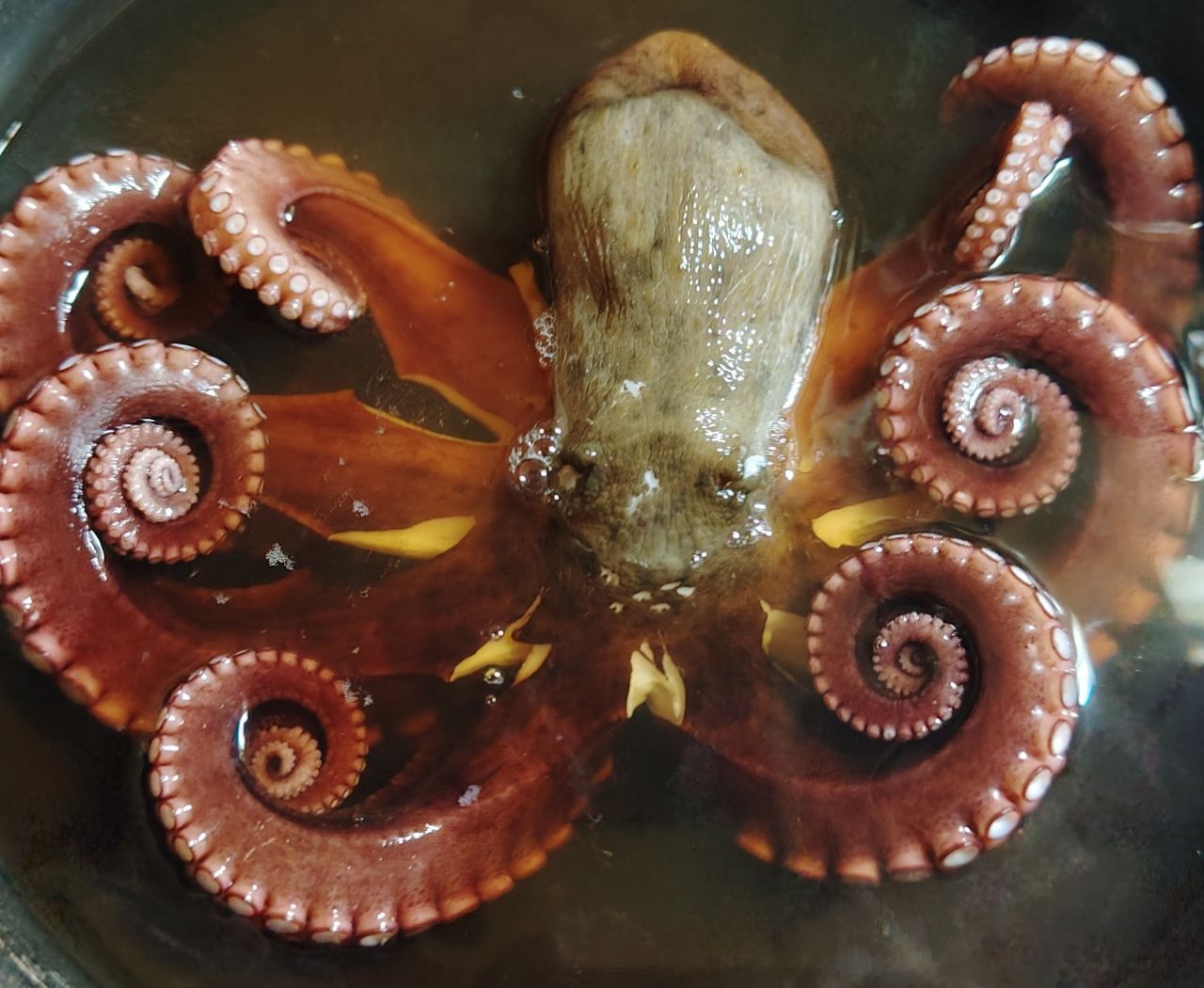 カサゴ
