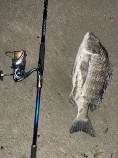 チヌの釣果