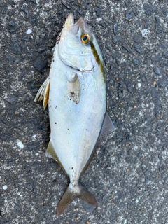 ショッコの釣果