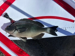 グレの釣果