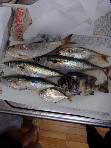 サバの釣果