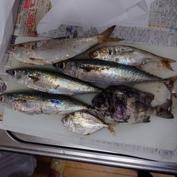 サバ