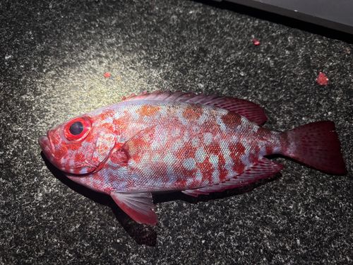 ゴマヒレキントキの釣果