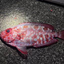 ゴマヒレキントキ