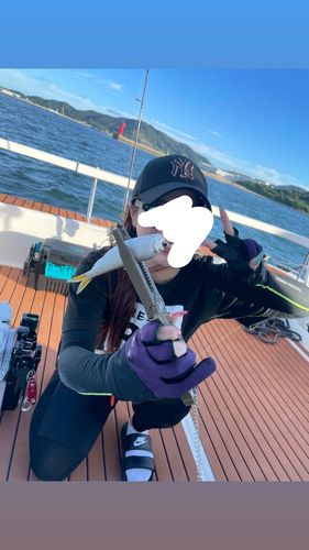 サッパの釣果
