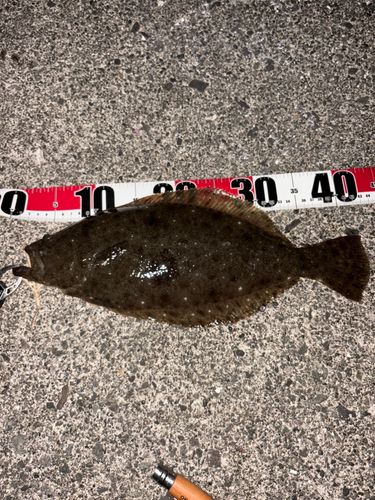 ヒラメの釣果