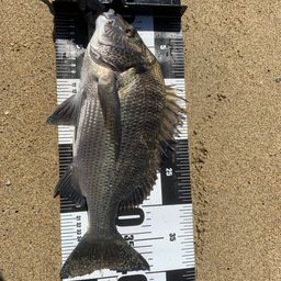 クロダイ
