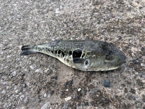 トラフグの釣果
