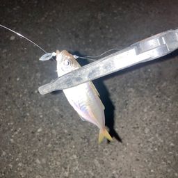 アジ