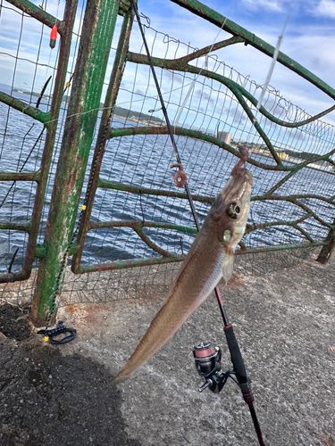 シロギスの釣果