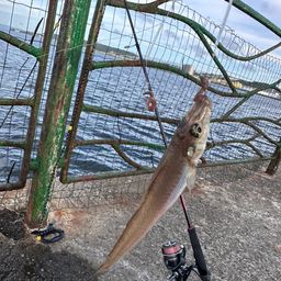 シロギス