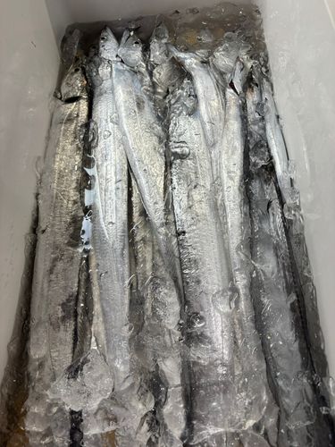 タチウオの釣果