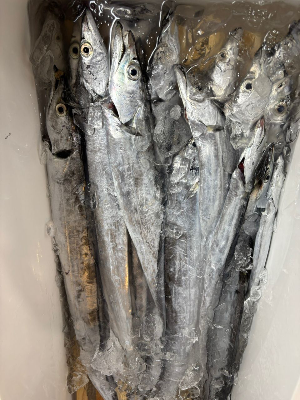 マ.メさんの釣果 2枚目の画像