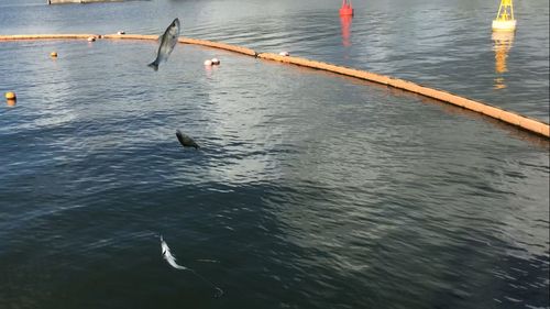 セイゴ（マルスズキ）の釣果