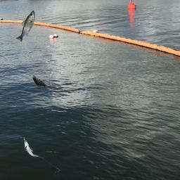 セイゴ（マルスズキ）