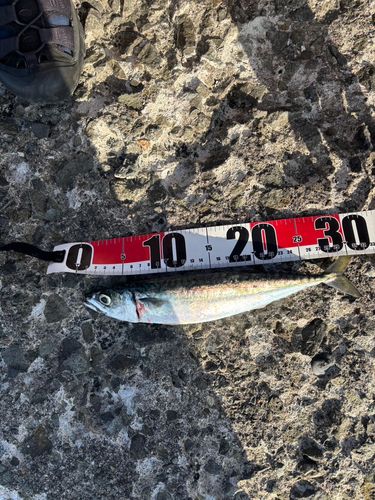 サバの釣果