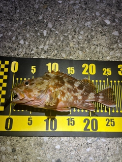 カサゴの釣果