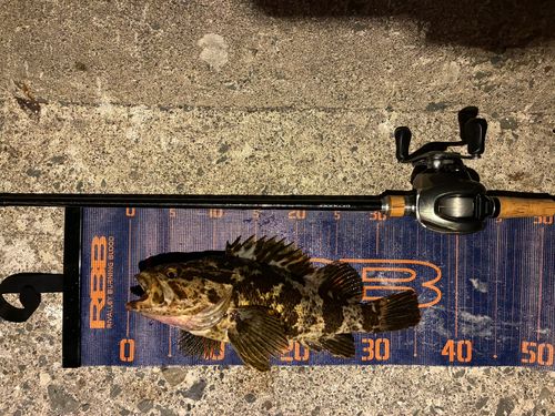 ベッコウゾイの釣果