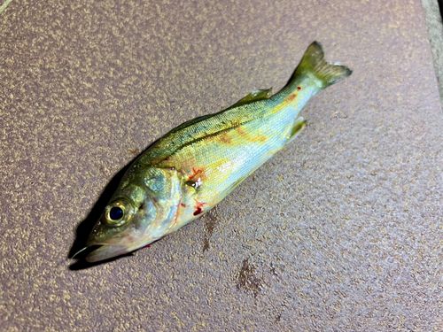 セイゴ（マルスズキ）の釣果