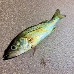 セイゴ（マルスズキ）