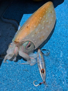 イカの釣果