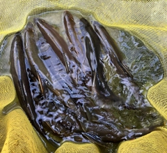 アユの釣果