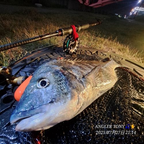チヌの釣果