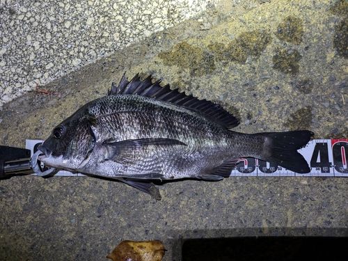 クロダイの釣果