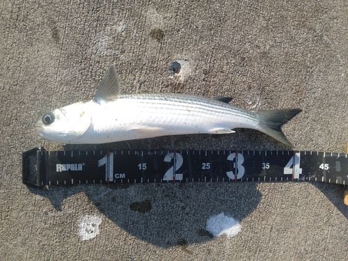 ボラの釣果