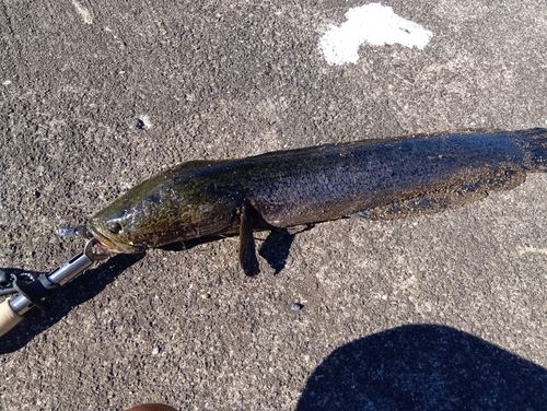 ライギョの釣果