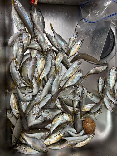 アジの釣果