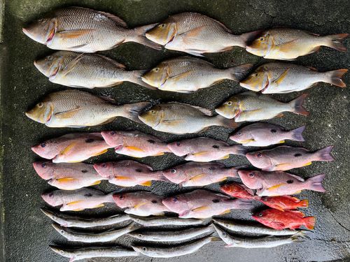 タマンの釣果