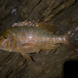 ハマフエフキダイ