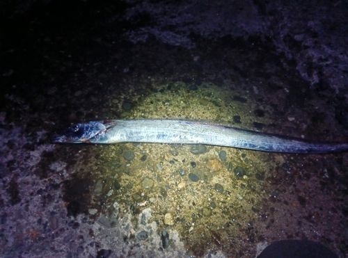 タチウオの釣果