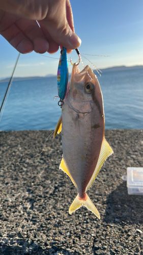 ネリゴの釣果