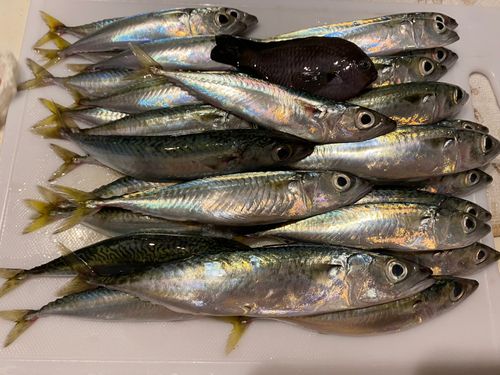 サバの釣果