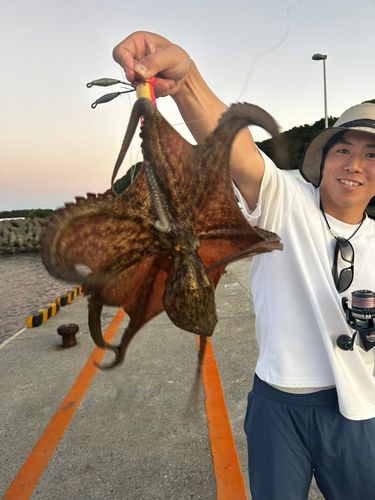 マダコの釣果