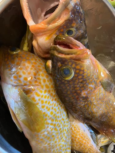 キジハタの釣果