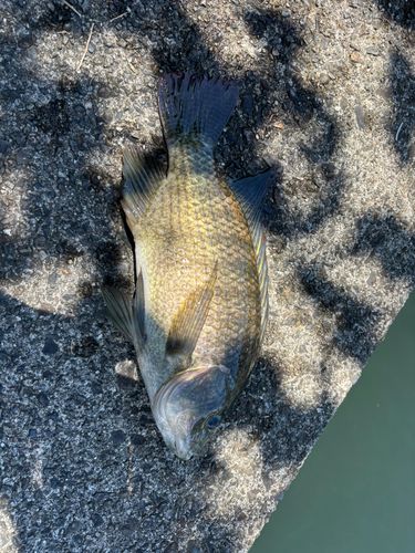 ティラピアの釣果