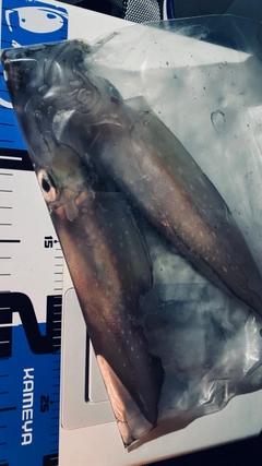 ケンサキイカの釣果