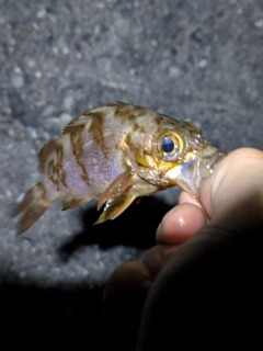 メバルの釣果